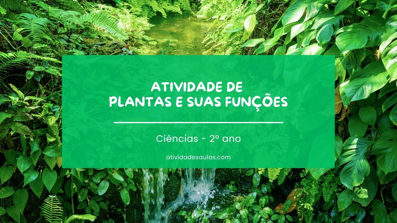 Atividade de plantas e suas funções 2º ano