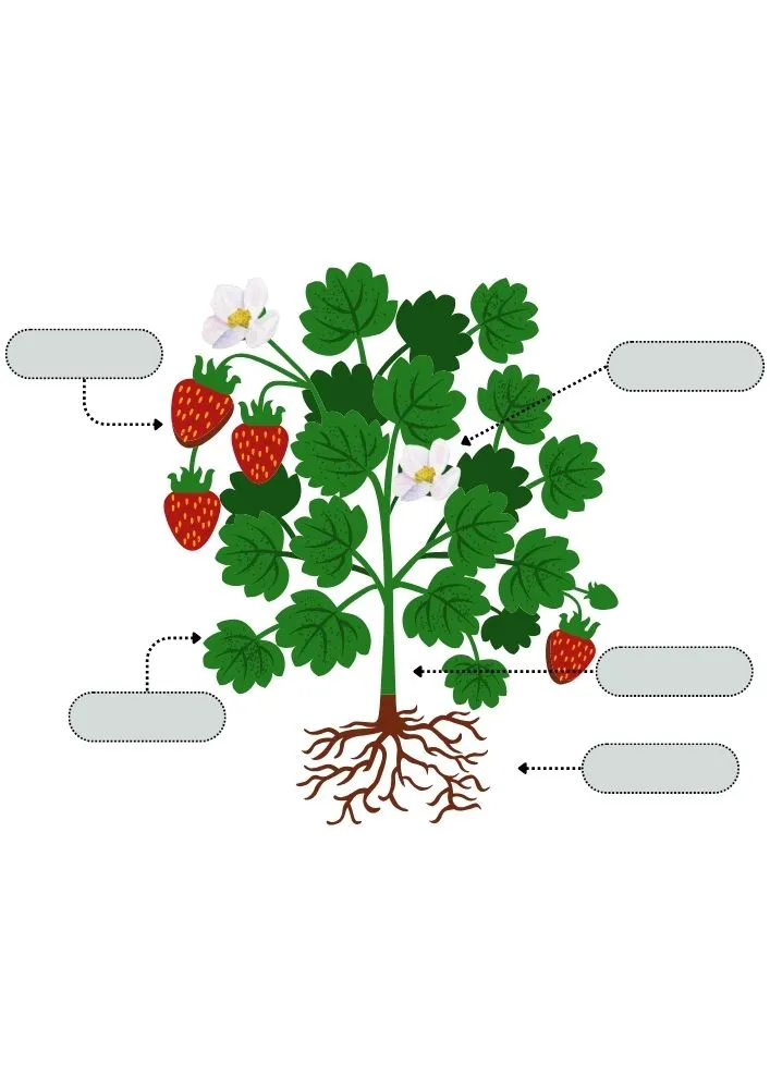 Atividade De Plantas E Suas Funcoes