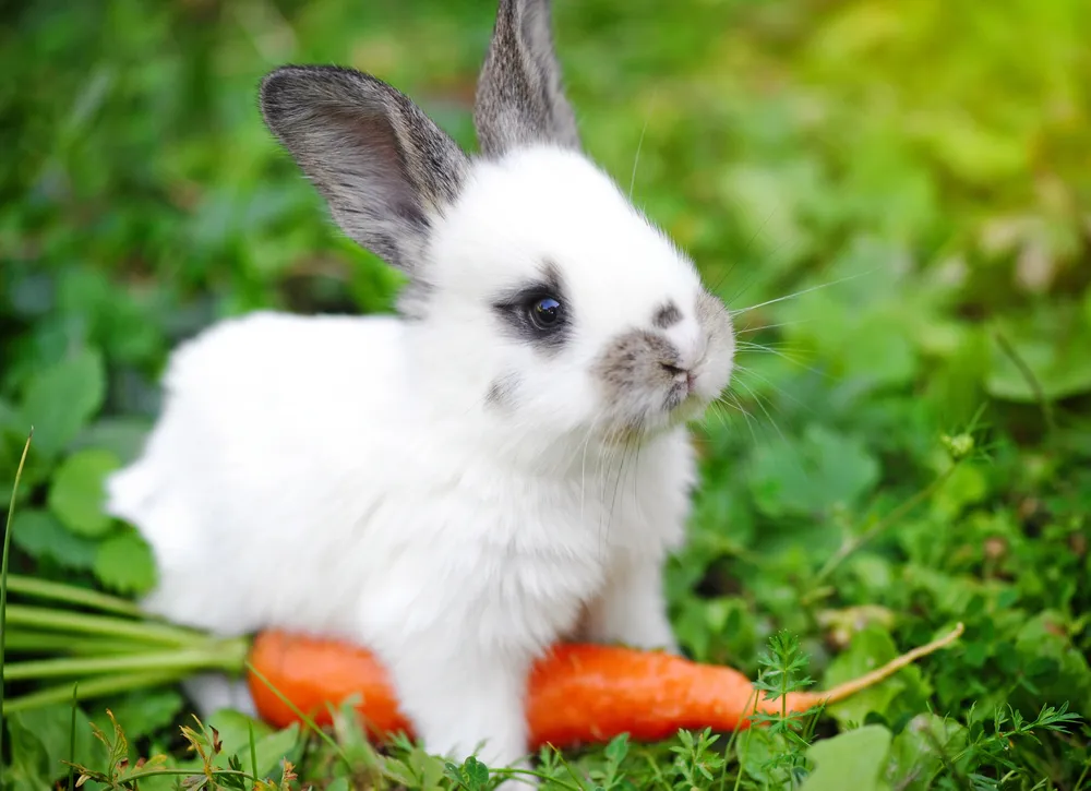 Atividade de hábitos dos animais
