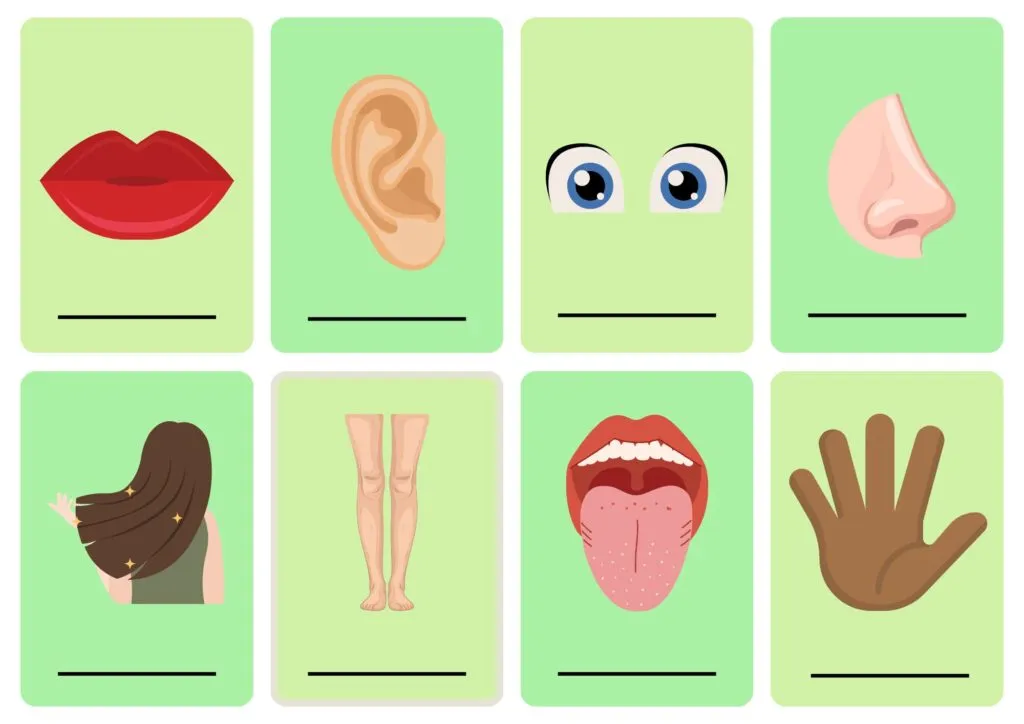 Atividade De Partes Do Corpo Humano