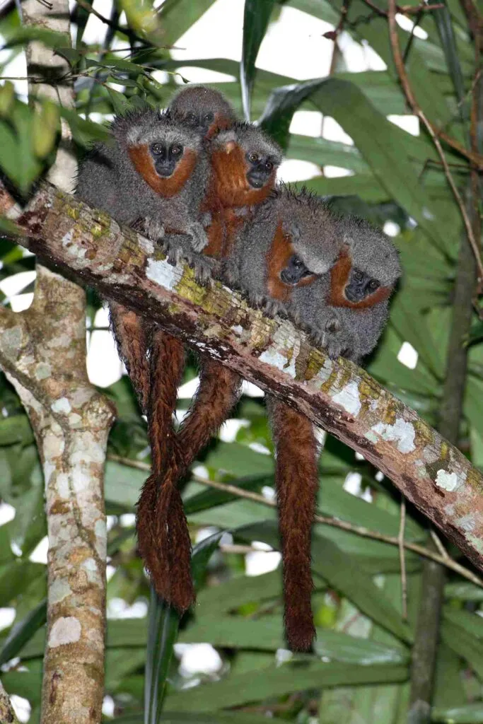 Zogue Zogue Rabo De Fogo Callicebus Miltoni Ag 5848 11zon