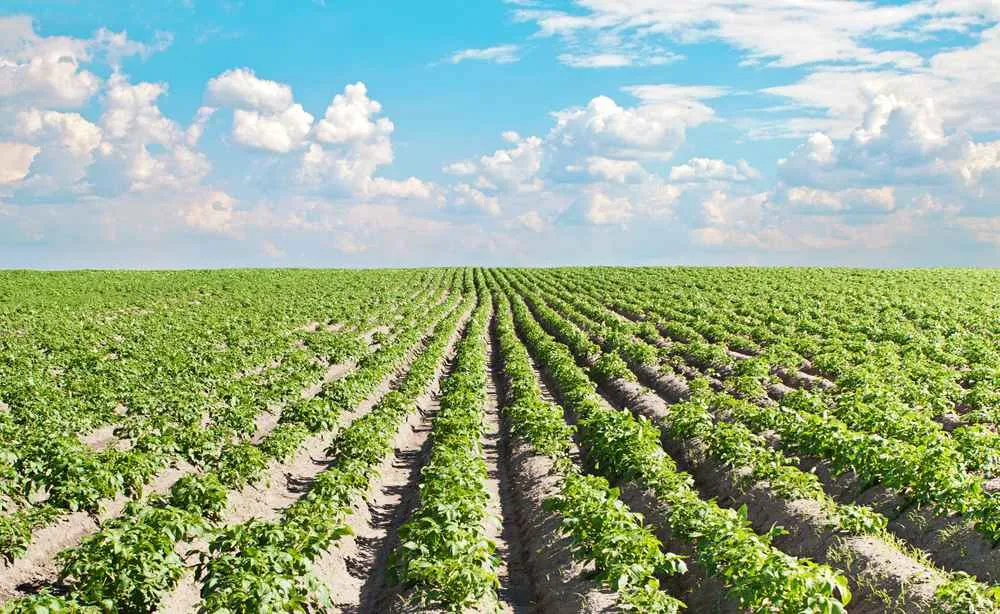 Atividade de agropecuária e produção de alimentos - 3º ano
