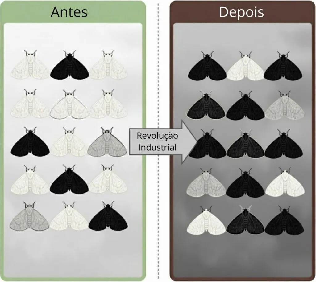 Atividade De Selecao Natural 1